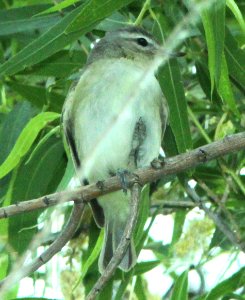 possible PHILADELPHIA VIREO (5-23-14) pena blanca lake, scc, az -03