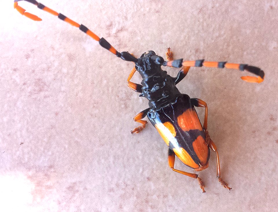 HORSE-BEAN BEETLE (Trachyderes mandibularis) (7-30-2014) near Lake Patagonia, Santa Cruz Co, AZ