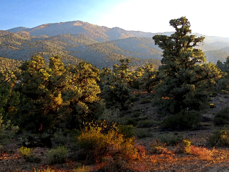 INYO BRISTLECONES & CAMPSITE (8-13-2017) - 33b WATERCOLOR