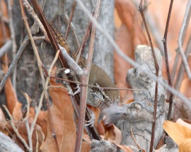 700 - SINALOA WREN (12-18-13) huachuca canyon, cochise co, az -06 carrying nesting material