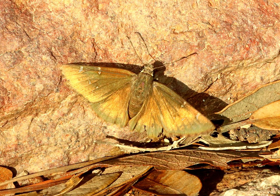CLOUDYWING, NORTHERN (Thorybes pylades) (8-12-2018) upper humboldt canyon, patagonia mts, santa cruz co, az -01