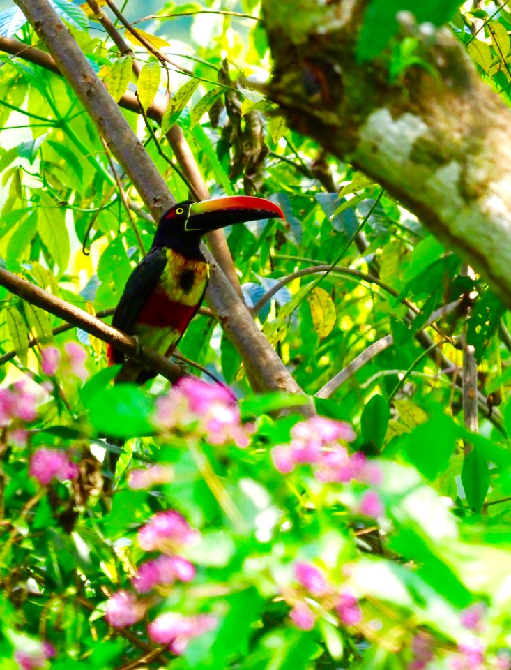 Toucan Sam I Am... not!