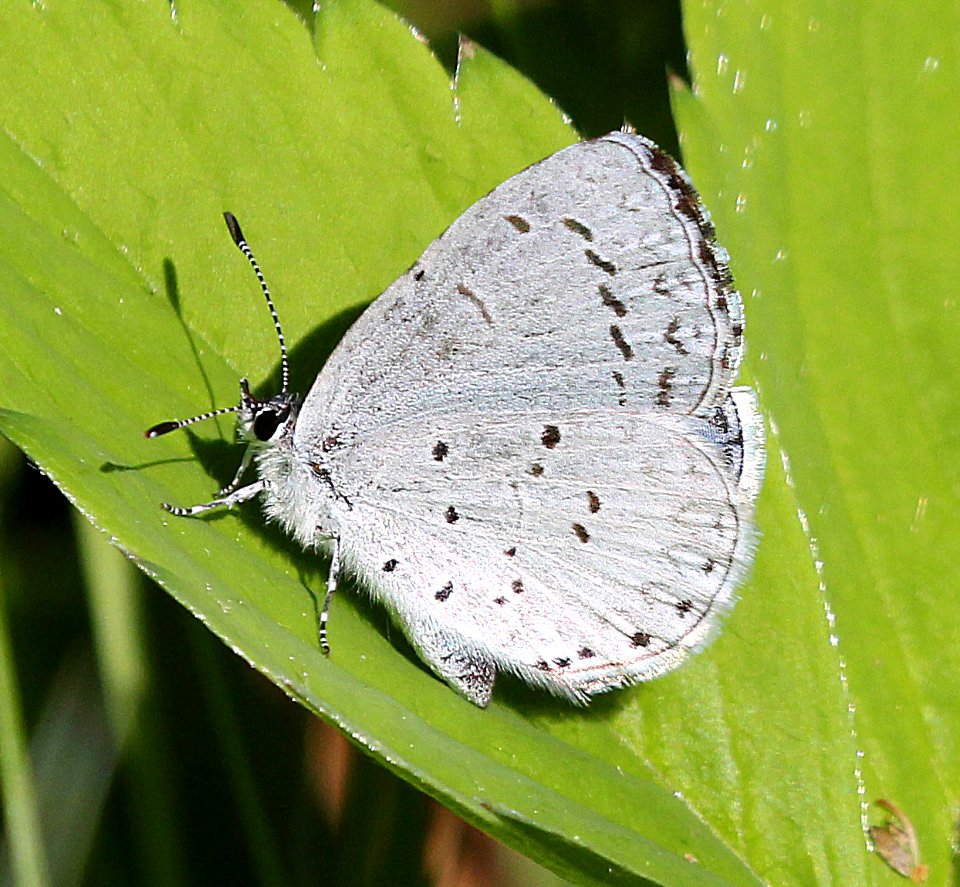 SPRING AZURE (Celastrina ladon) (5-22-2015) barre, worcester  co, ma