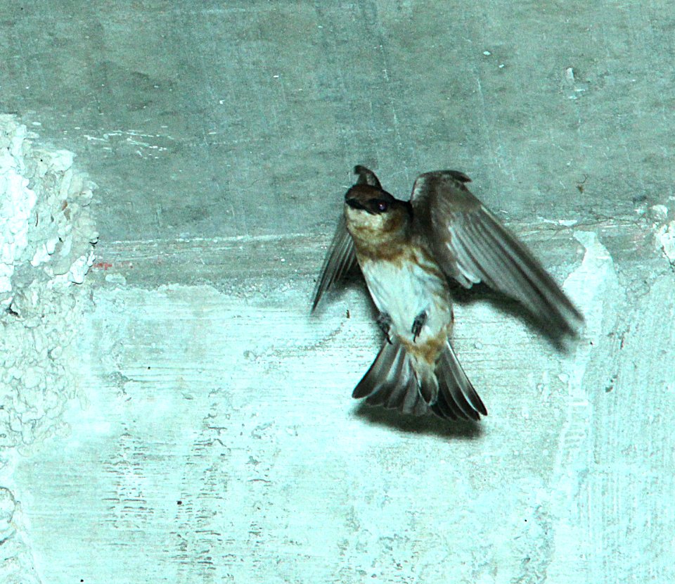 668 - CAVE SWALLOW Carribean (fulva) race (5-11-14) 248th and fl turnpike, princeton, fl  (60)