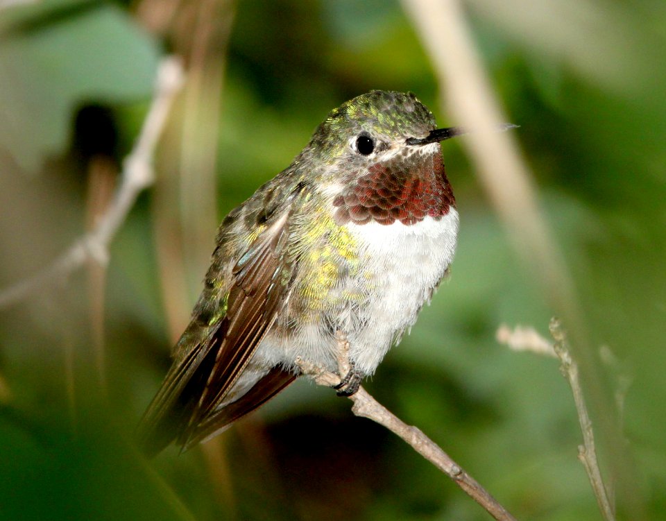 503 - BROAD-TAILED HUMMINGBIRD (8-15-13) los alamos, nm