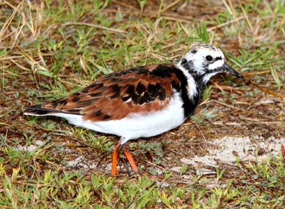 305 - RUDDY TURNSTONE (5-3-14) en-route to dry tortugas, monroe co, fl -01