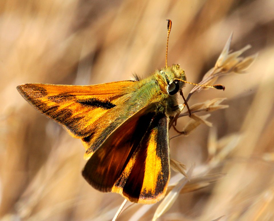 SKIPPER, WOODLAND (Ochlodes sylvanoides) (8-25-11) fem, near markleeville, alpine co, ca  (5)
