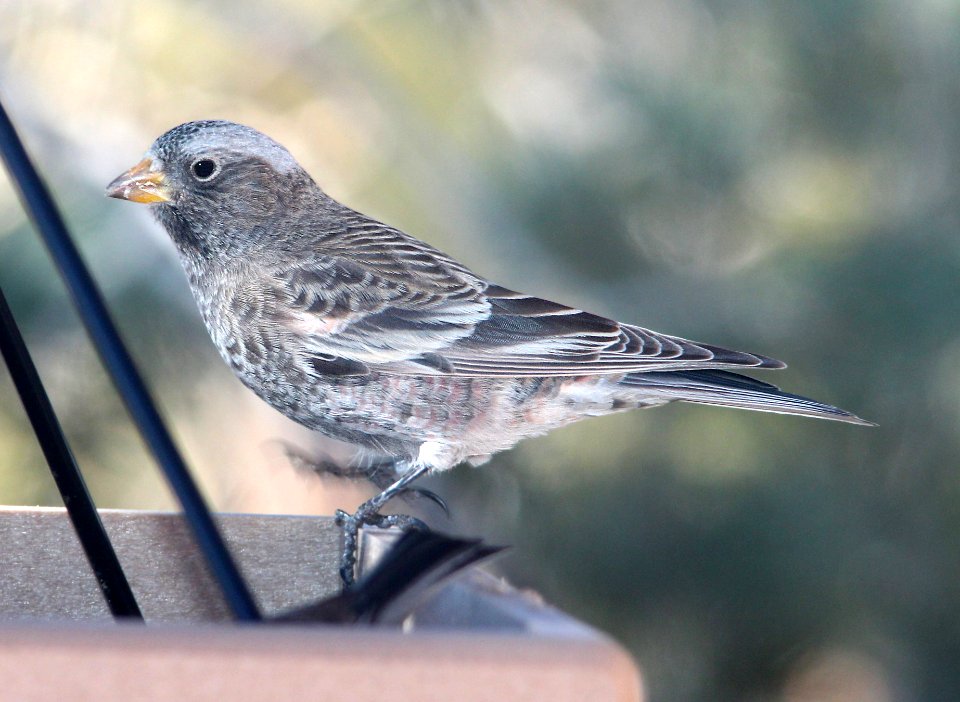 957 - BLACK ROSY-FINCH (12-30-13) sandia peak, bernalillo co, nm  (5)