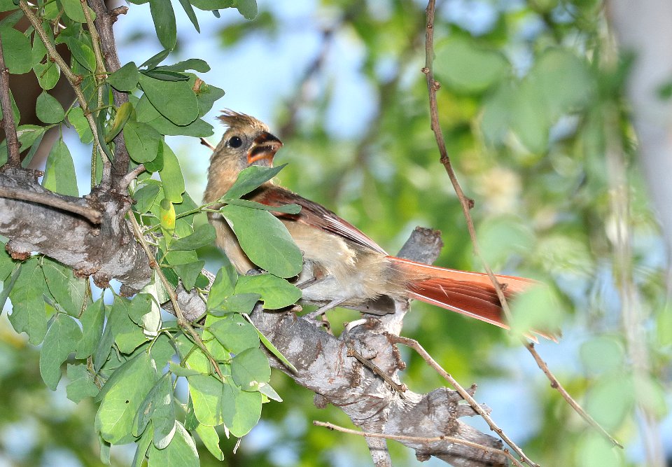 NORTHERN CARDINAL (8-28-2017) keauhou bay, kona coast, hawaii co, hawaii -09 immature