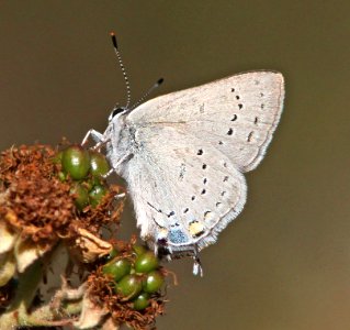 HAIRSTREAK, CALIFORNIA (Satyrium californica) (6-18-2014) standish-hickey state rec area, mendocino co, ca (17) photo