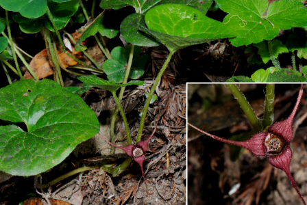 Asarum-caudatum