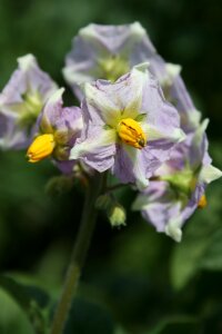 Potato flower Free photos