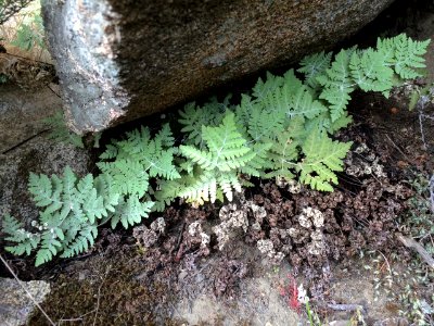 Pentagramma pallida