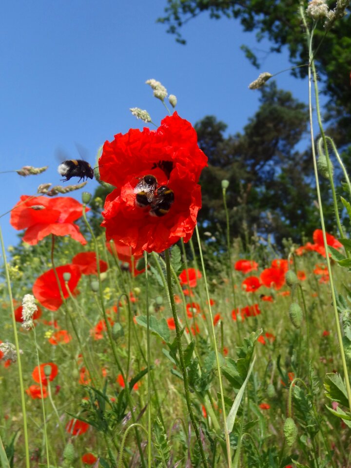 Macro bee in the approach meadow