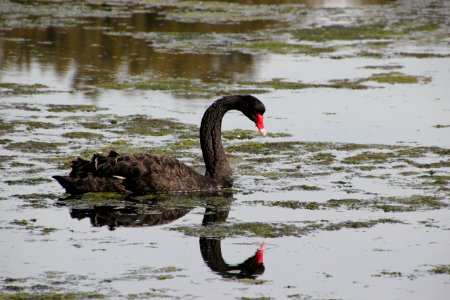 Black Swan. Cygnus atratus