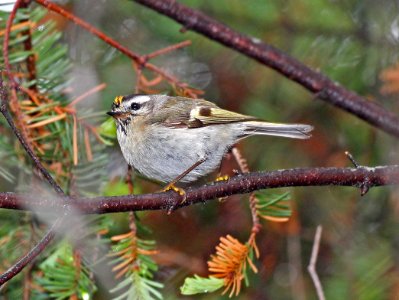 707 - GOLDEN-CROWNED KINGLET (6-2-2015) franklin co, maine -04 photo