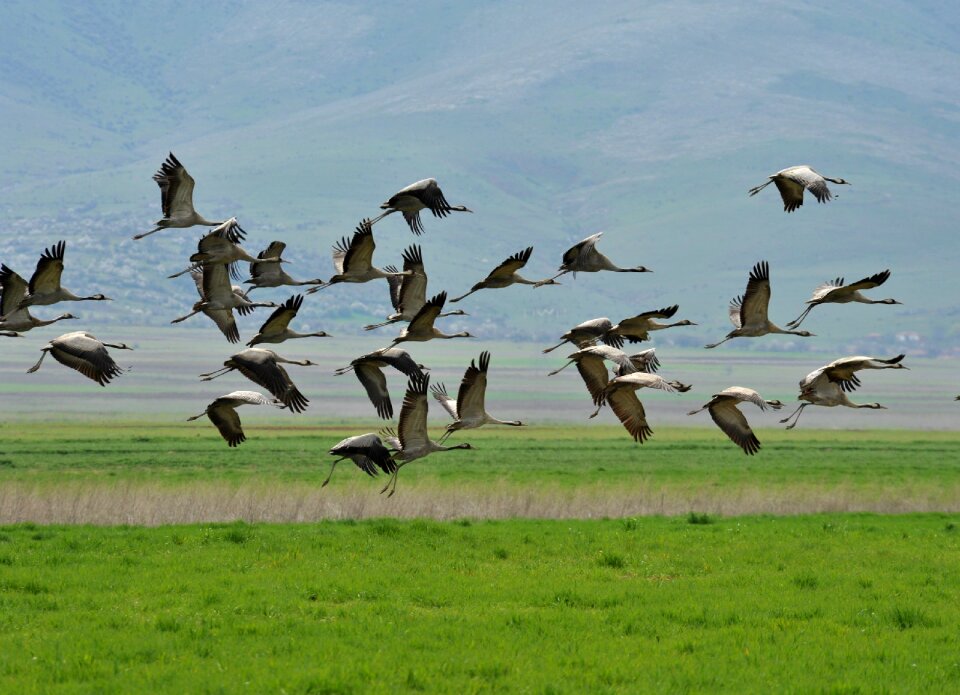 Trip flight flock of birds