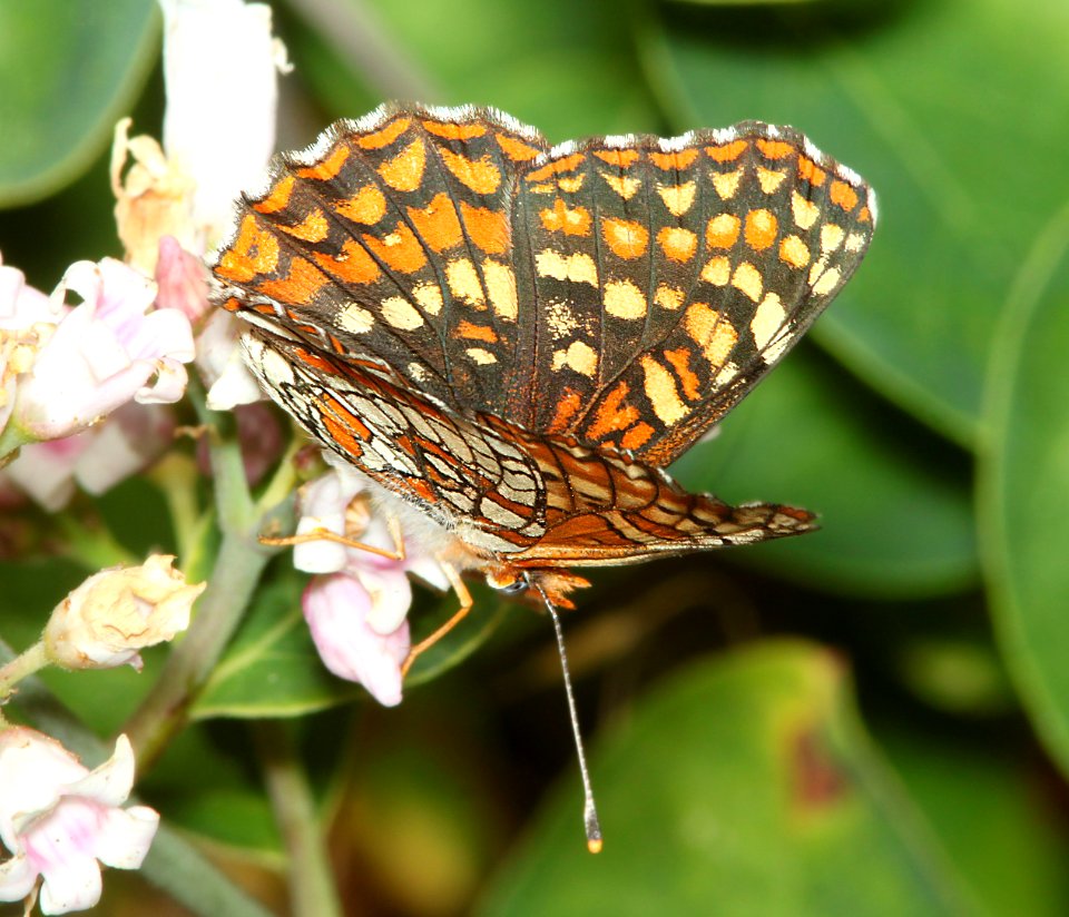 CHECKERSPOT, NORTHERN (Chlosyne palla) (6-15-2014) fr 19N01, thompson ridge, 4 m n-e of happy camp, siskiyou co, ca   (1)