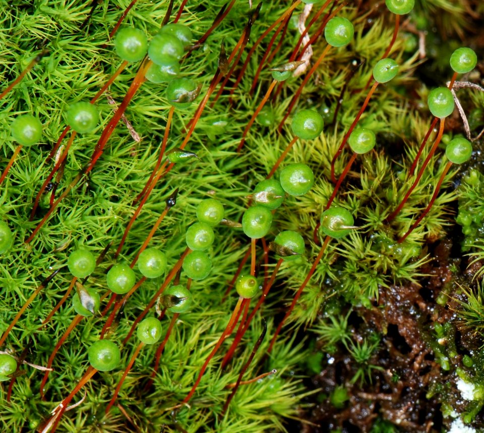 Bartramia ithyphylla