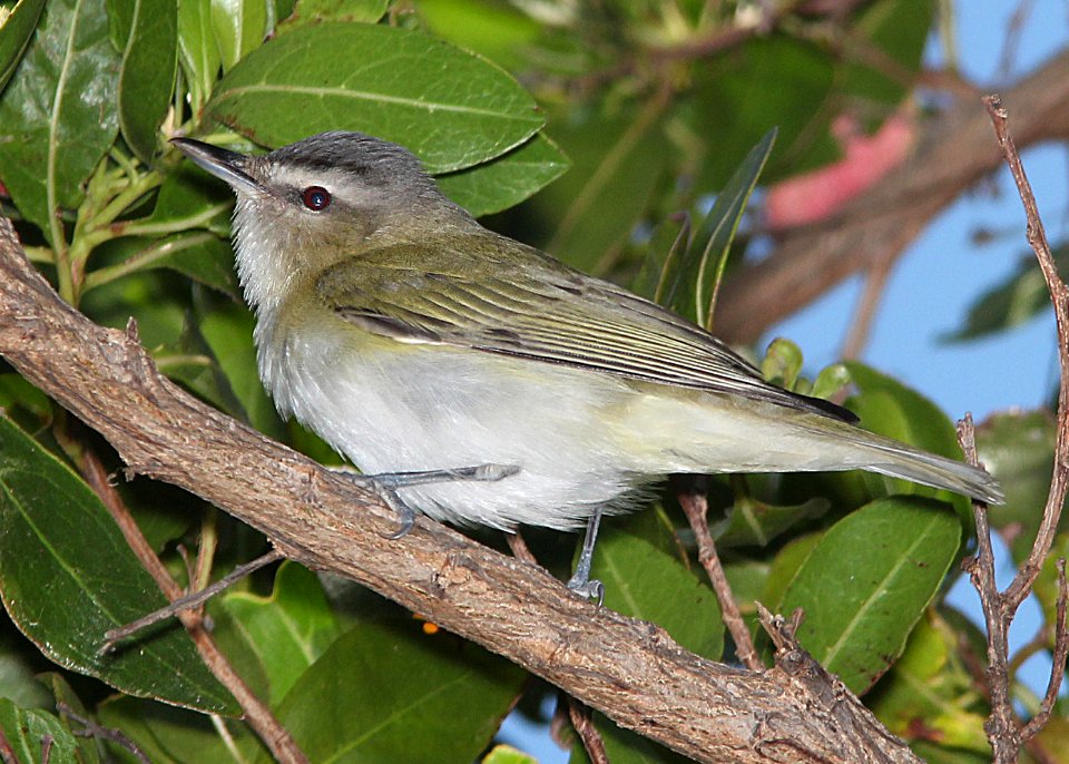630 - RED-EYED VIREO (5-4-14) dry tortugas, monroe co, fl -01