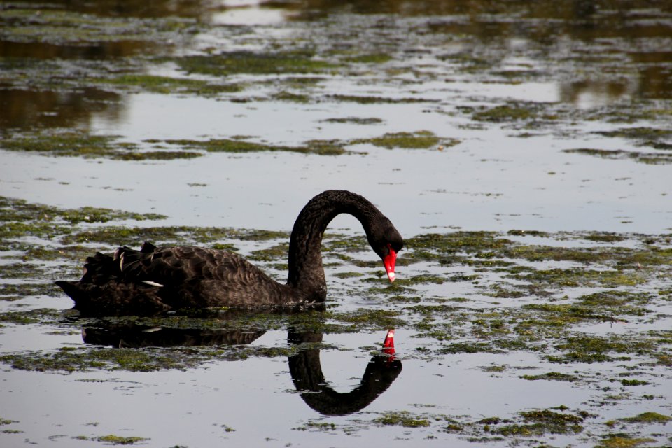 Black Swan. Cygnus atratus
