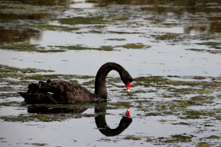 Black Swan. Cygnus atratus