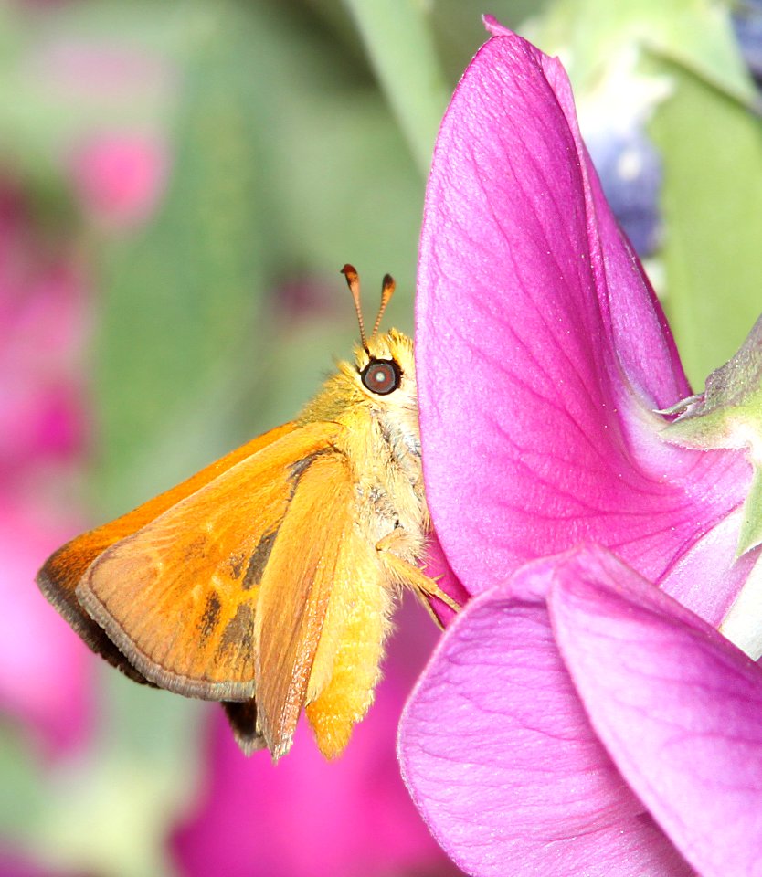 SKIPPER, RURAL (Ochlodes agricola) (6-17-2014) 1 mile east of fork of salmon, siskiyou co, ca  (10)
