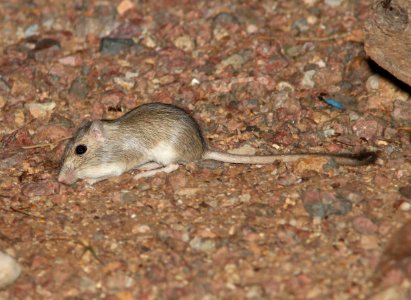 MOUSE, sp (8-3-13) 78 circulo montana, patagonia lake ranch estates, scc, az -1