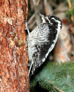540 - THREE-TOED WOODPECKER (8-20-13) 10,000 ft, 2 miles s of elwood pass, far n-w conejos co, co -03