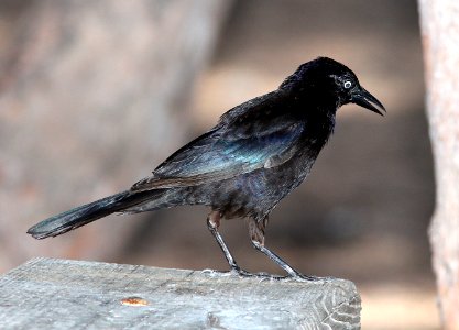 937 - COMMON GRACKLE (5-6-14) z taylor park, key west, monroe co, fl (4)