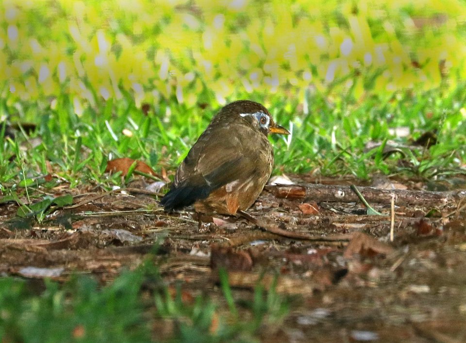 MELODIOUS LAUGHINGTHRUSH or CHINESE HWAMEI (9-7-2017) kalopa state recreation area, hamakua forest reserve, hawai'i co, hawaii -06