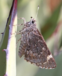 GIANT-SKIPPER, HUACHUCA (Agathymus evansi) (10-9-12) sawmill cyn, huachuca mts, cochise co, az -01