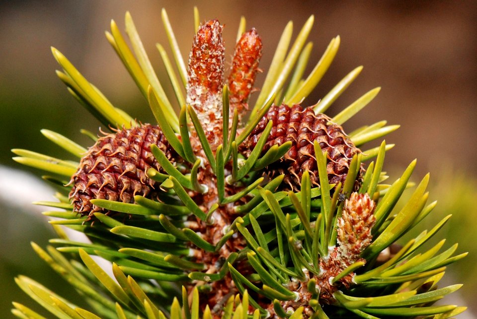 lodgepoll pine female cones of the year