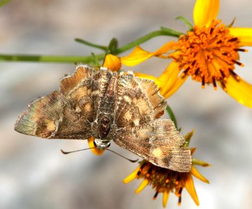 POWDERED-SKIPPER, ARIZONA (Systacia zampa) (10-20-12) california gulch, w of nogales, scc, az