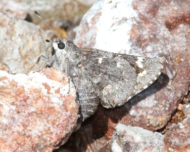 GIANT-SKIPPER, ARIZONA (Agathymus aryxna) (10-17-13) base of lower humboldt cyn, patagonia mts, scc, az -02