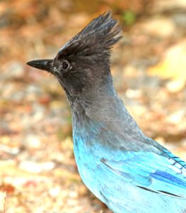 638 - STELLER'S JAY (6-13-2014) del norte co, ca -04