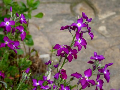 Violes bordes  (Matthiola incana (L.) R.Br.)