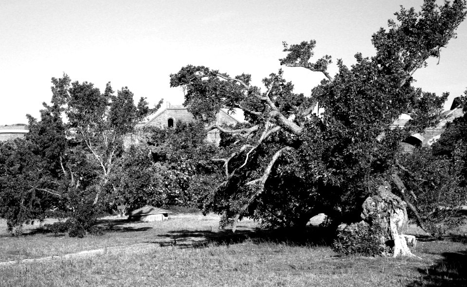 35 - FT JEFFERSON, Garden & Bush Keys, May 2-5, 2014