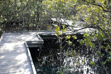Avicennia marina. Grey Mangrove