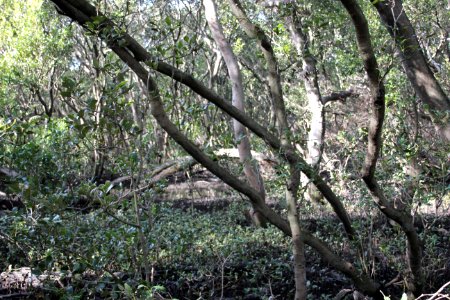 Avicennia marina. Grey Mangrove