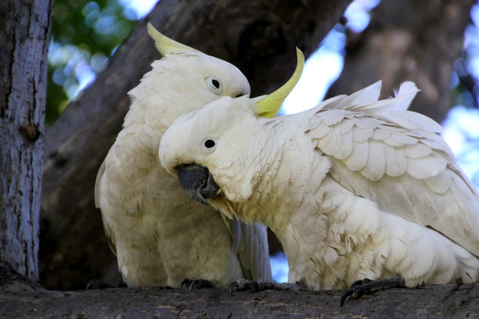 Sulphur-crested Cockatoo. Caratua galerita