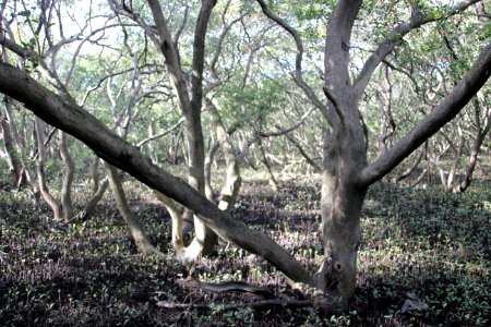 Avicennia marina. Grey Mangrove
