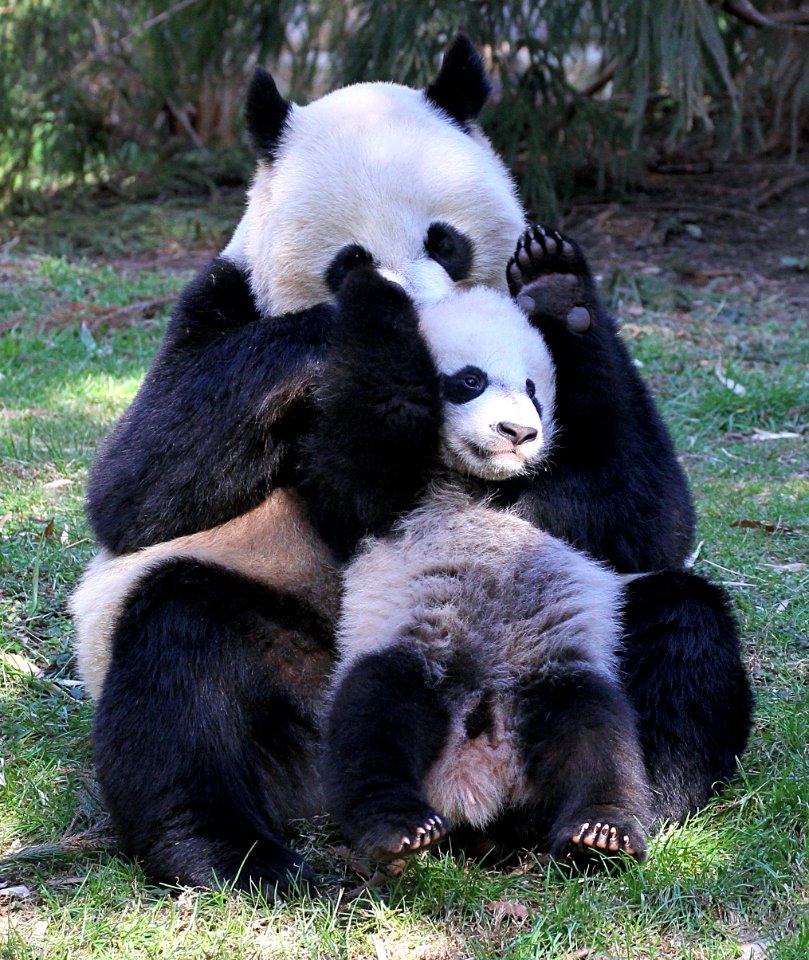 Mom and cub play