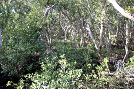 Avicennia marina. Grey Mangrove