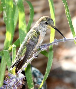503 - BROAD-TAILED HUMMINGBIRD (8-16-13) los alamos, nm -02