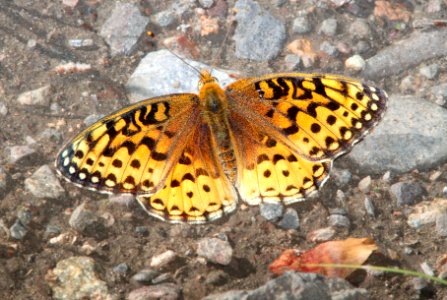 FRITILLARY, MORMON (Speyeria mormonia) (8-19-13) fem, 9000 ft, just s of stunner pass, conejos co, co -03