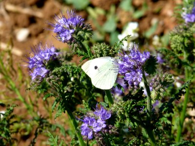 Phacelia tanacetifolia