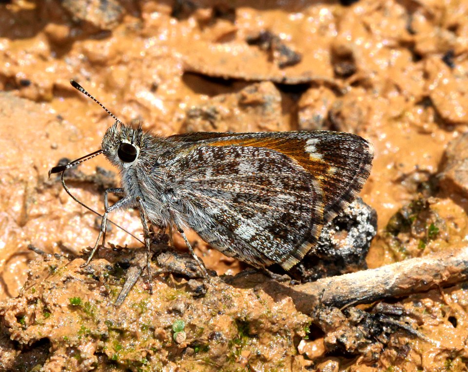 ROADSIDE-SKIPPER, CASSUS (Amblyscirtes cassus) (7-19-12) harshaw road, patagonia mts, scc, az  (1)