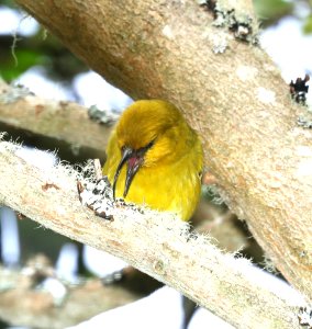 AKIAPOLA'AU (8-30-2017) hakalau forest national wildlife refuge, hawaii co, hawaii -18 male
