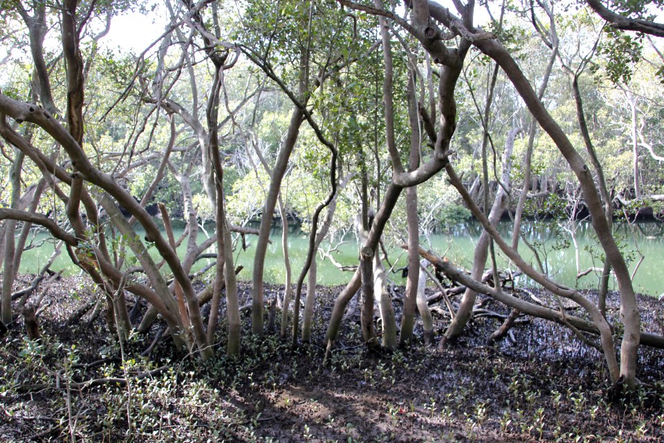 Avicennia marina. Grey Mangrove